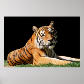 Tiger Closeup Poster