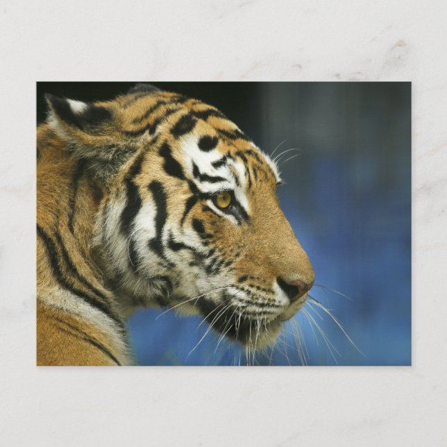 Tiger CloseUp Sideways Photograph Postcard (Front)