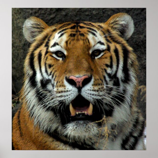 Tiger - Come over here and Say that! Poster (Front)