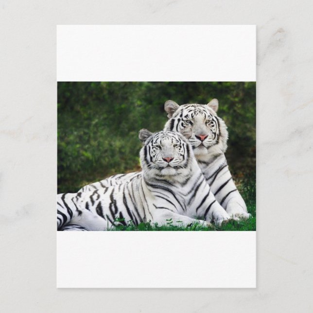 tiger couple postcard (Front)