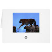 Tiger crossing cards (Back Horizontal)