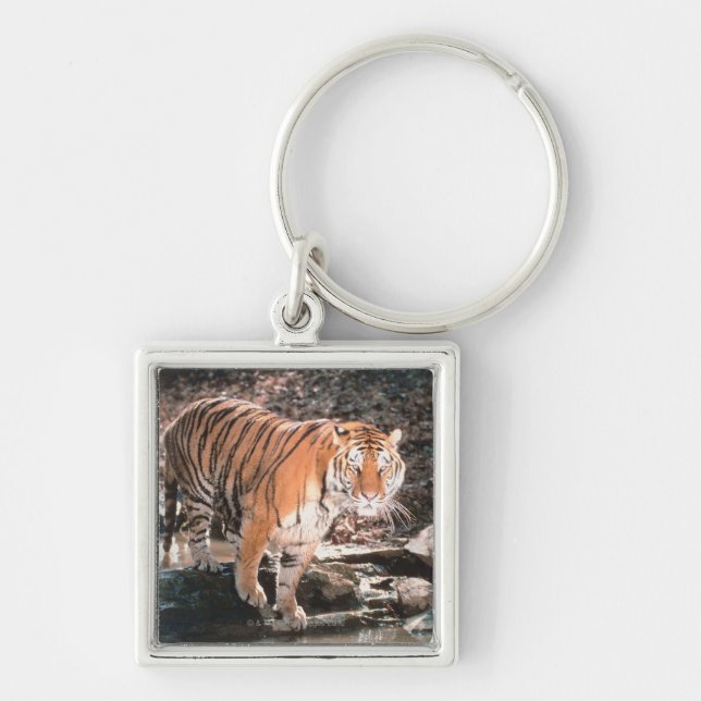 Tiger crossing stream keychain (Front)