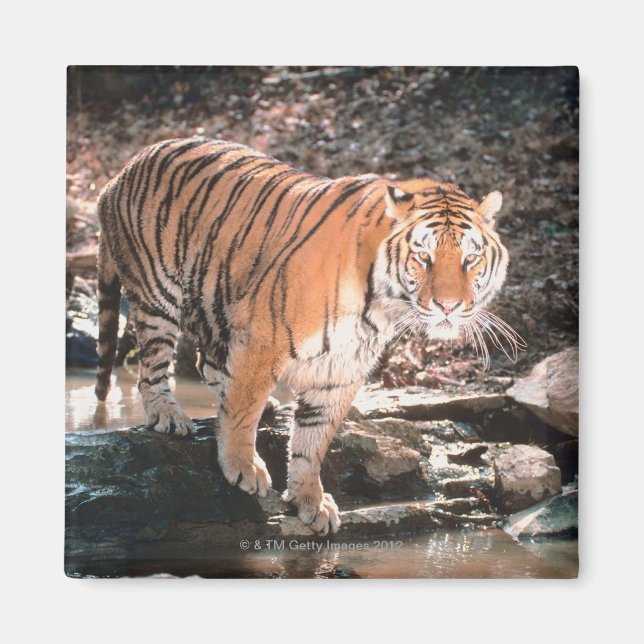 Tiger crossing stream magnet (Front)