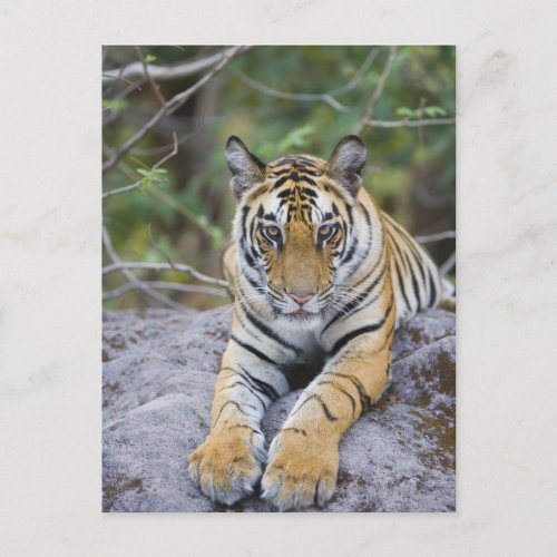 Tiger cub Bandhavgarh National Park India Postcard