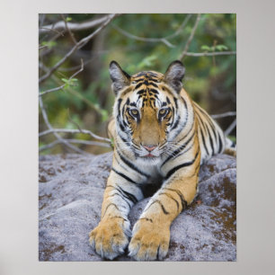 Tiger cub, Bandhavgarh National Park, India Poster
