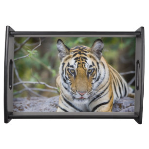 Tiger cub, Bandhavgarh National Park, India Serving Tray