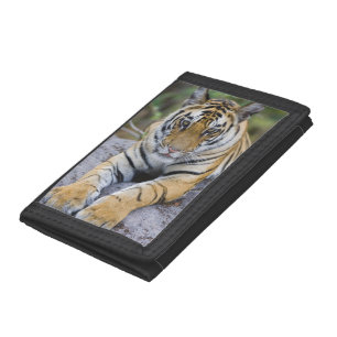 Tiger cub, Bandhavgarh National Park, India Trifold Wallet