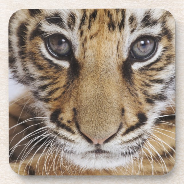 Tiger Cub Beverage Coaster (Front)