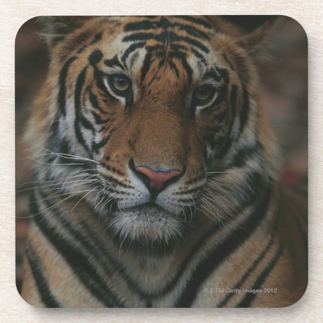 Tiger Cub Beverage Coaster (Front)