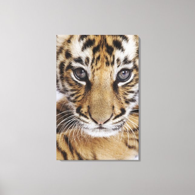 Tiger Cub Canvas Print (Front)