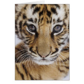 Tiger Cub Cards (Front)
