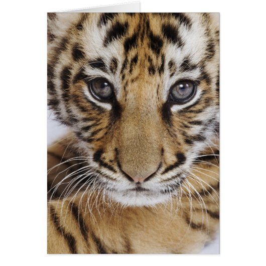 Tiger Cub Cards (Front)
