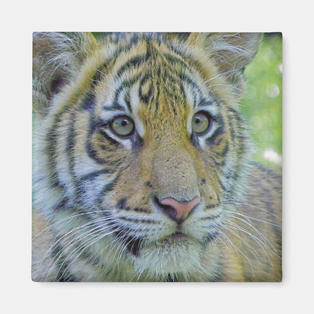 Tiger Cub Close Up Portrait Magnet (Front)