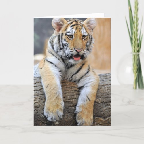 Tiger Cub Greeting Card