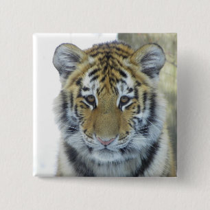Tiger Cub In Snow Close Up Portrait Pinback Button