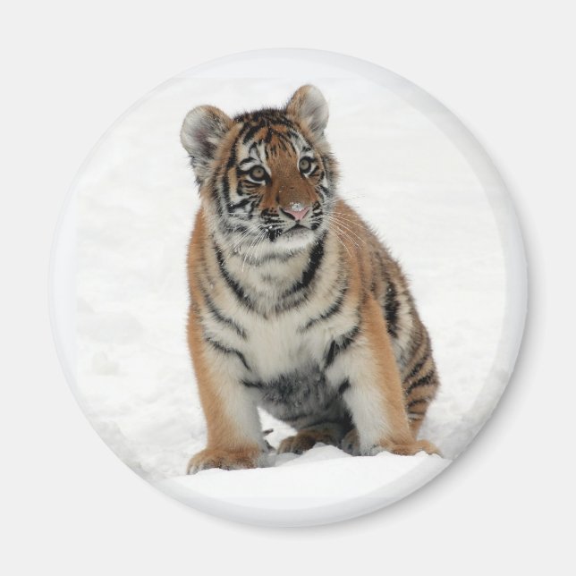 Tiger Cub in the Snow Photo Magnet (Front)