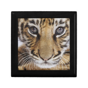 Tiger Cub Jewelry Box
