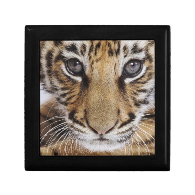 Tiger Cub Jewelry Box (Front)