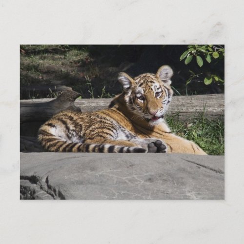 Tiger Cub on the Rocks Postcard