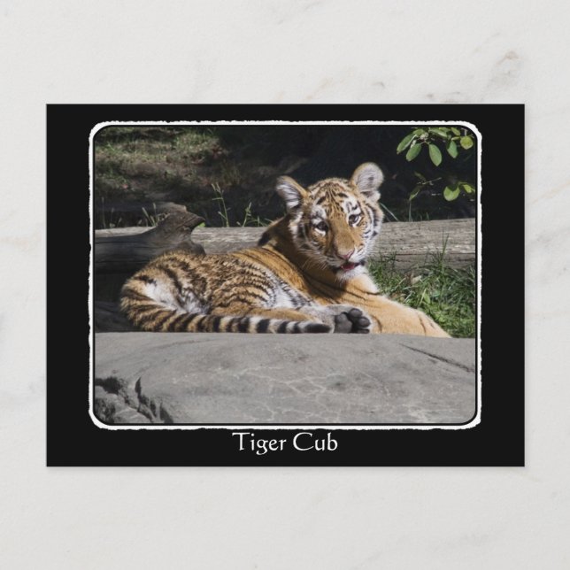Tiger Cub on the Rocks with border Postcard (Front)