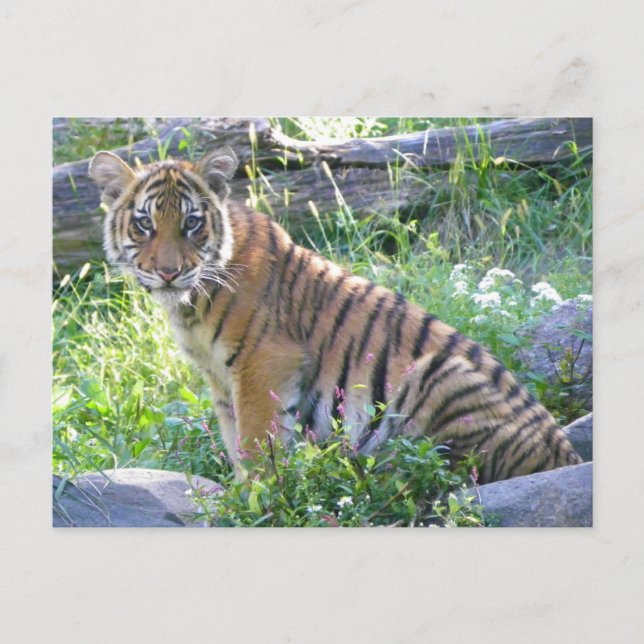 Tiger Cub Portrait 2 Postcard (Front)