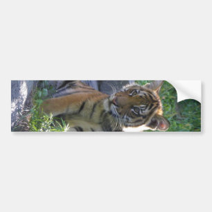 Tiger Cub Portrait Bumper Sticker