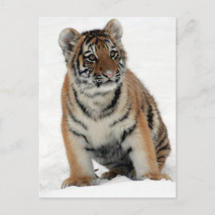 Adorable Baby Tiger Cub on White Postcard