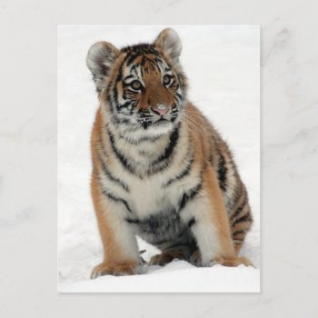 Tiger Cub Postcard by MissMatching at Zazzle
