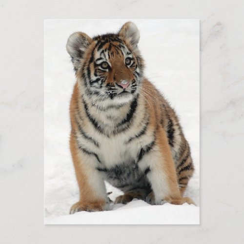 Tiger Cub Postcard