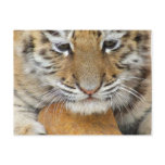 Tiger Cub Postcard