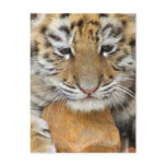 Tiger Cub Postcard