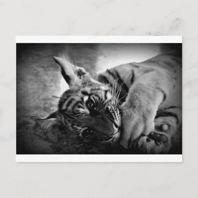 Tiger cub postcard (Front)