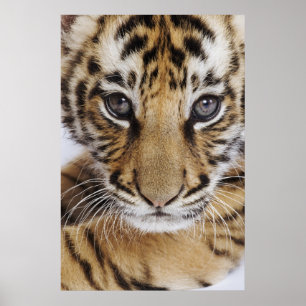 Tiger Cub Poster