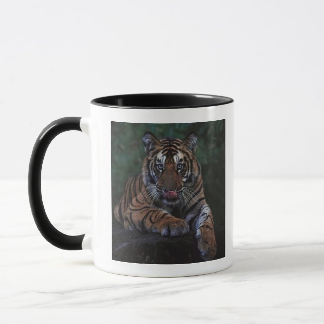 Tiger Cub Reclines on Rock Mug (Left)