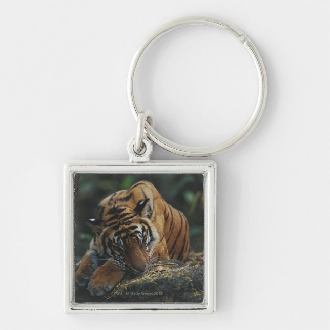 Tiger Cub Sleeps on Rock Keychain (Front)