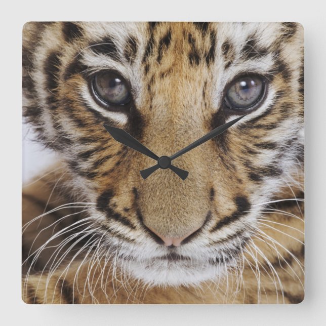 Tiger Cub Square Wall Clock (Front)