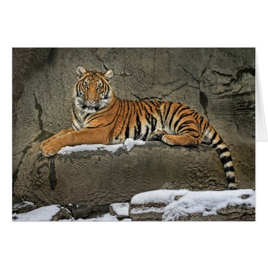 Tiger Cub Statuesque Cards (Front Horizontal)