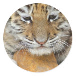 Tiger Cub Sticker
