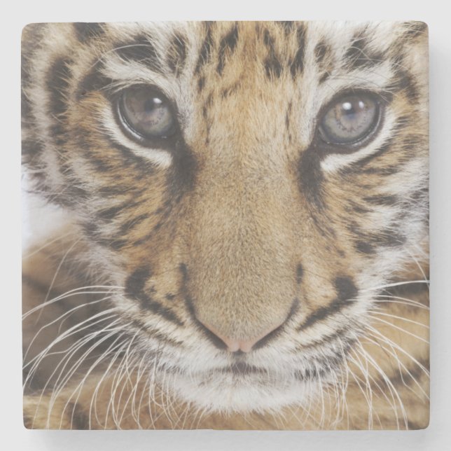 Tiger Cub Stone Coaster (Front)