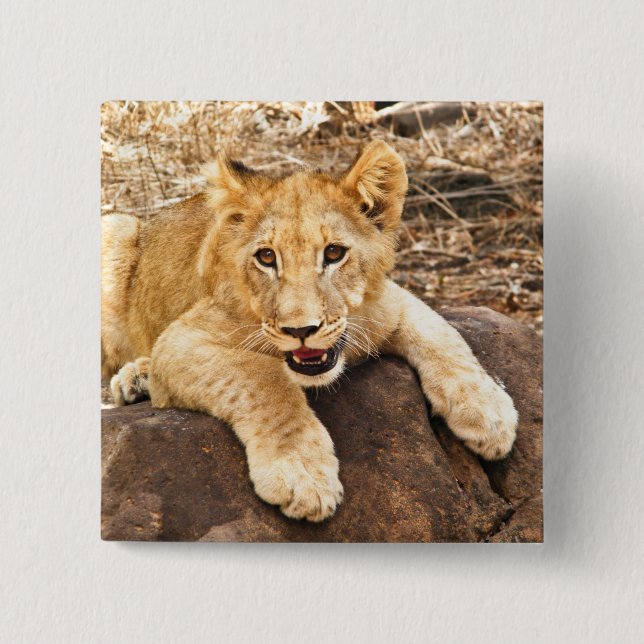 Tiger Cub Takes Breather On A Rock Button (Front)