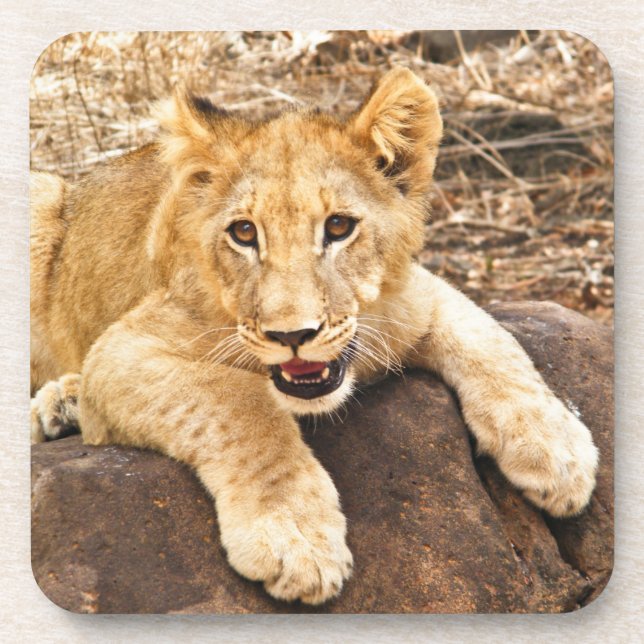 Tiger Cub Takes Breather On A Rock Drink Coaster (Front)