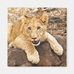 Tiger Cub Takes Breather On A Rock Magnet