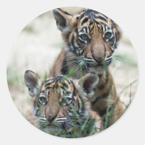 Tiger cubs classic round sticker