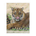 Tiger Cubs Postcard