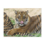 Tiger Cubs Postcard