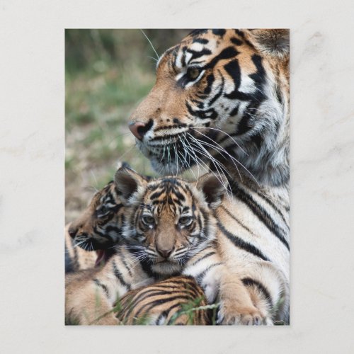 Tiger cubs postcard