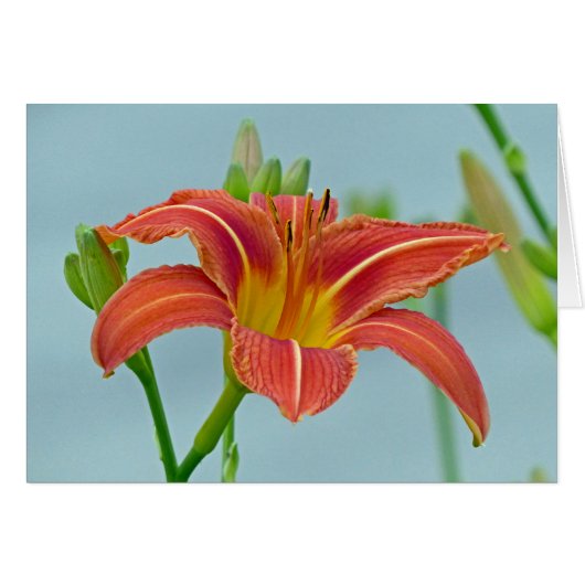 Tiger Daylily Cards (Front Horizontal)