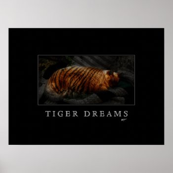 Tiger Dreams Poster by shotwellphoto at Zazzle