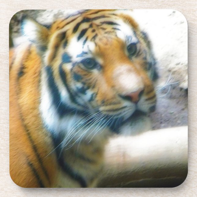 Tiger Drink Coaster (Front)