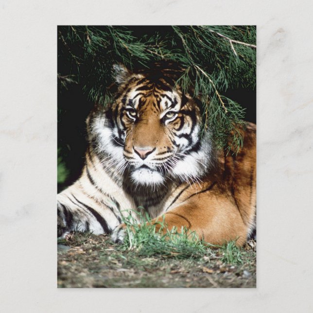 Tiger Enjoying Shade Postcard (Front)